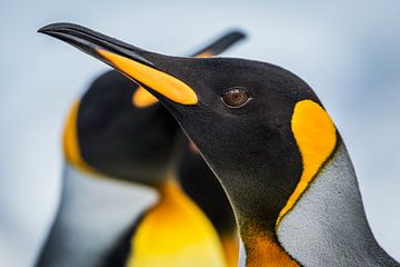 LP 71107881 Close up van een konings pinguïn van BeeldigBeeld Food & Lifestyle