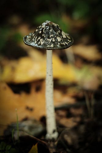 Kleine paddenstoel in het bos | Nederland | Natuur- en Landschapsfotografie