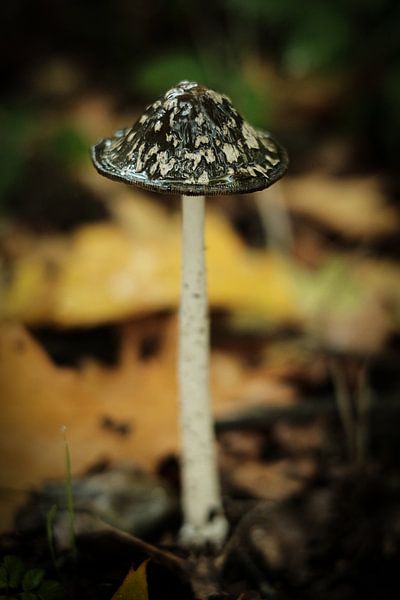 Beauté automnale : champignon en détail | Pays-Bas | Photographie de nature par Diana van Neck Photography