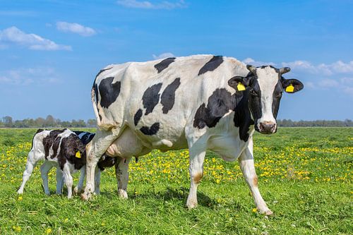Newborn calves drinking milk from mother cow in dutch meadow