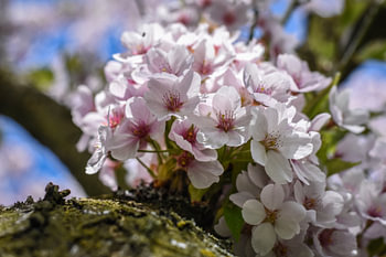 Japanse kersenbloesemboom