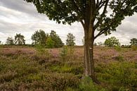 Tree on the heath by Johan Vanbockryck thumbnail