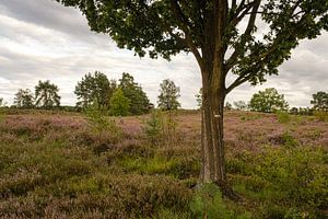 Baum auf der Heide
