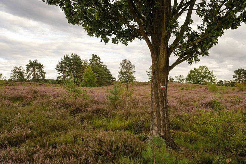 Tree on the heath by Johan Vanbockryck