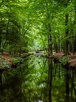 Reflectie in het bos part I
