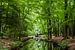Reflectie in het bos part I van Martijn Tilroe