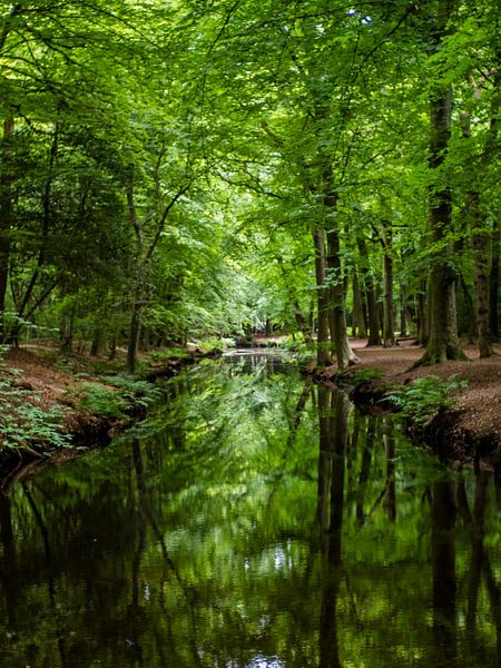 Nachdenken im Wald Teil I von Martijn Tilroe