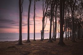 Sunrise in the ghost forest Nienhagen by Heiko Lehmann