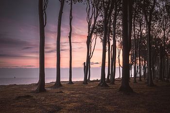 Sunrise in the ghost forest Nienhagen