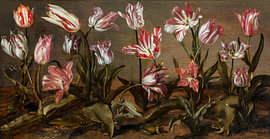 Tulpenbeet, Jacob Gerritsz. Cuyp