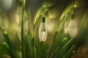 Some snowdrops von Martin Podt