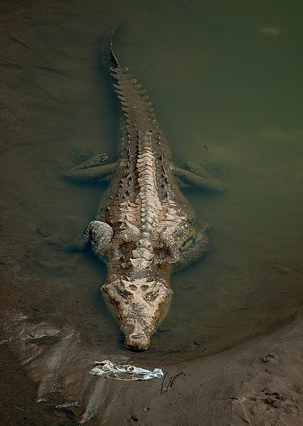 Krokodillen van Maarten Verhees