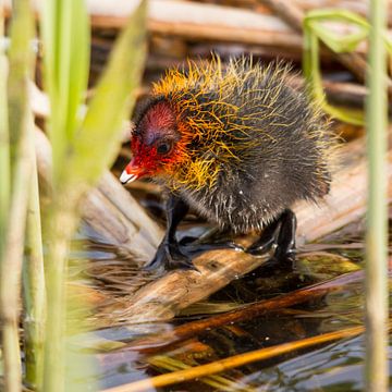 Birds | A Commen Coot of 1 day old by Servan Ott
