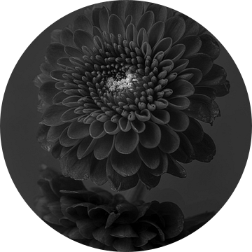 Zwart - Wit: Een Chrysant in zwart grijs wit tinten van Marjolijn van den Berg