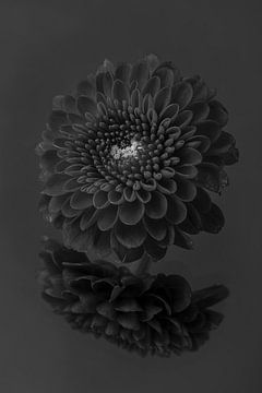 Noir - Blanc : Un chrysanthème dans les tons noir gris blanc sur Marjolijn van den Berg