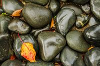 Pierres d'automne