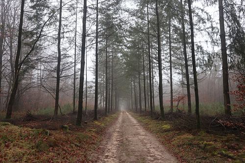 Bospad bij Rhenen | mist | Utrecht | Nederland