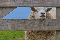 Des moutons derrière la clôture.
