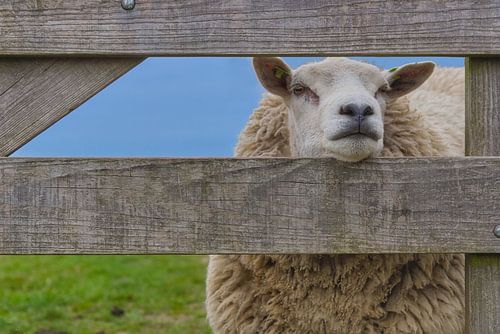 Schafe hinter dem Zaun.