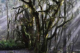 NEBELWALD 6