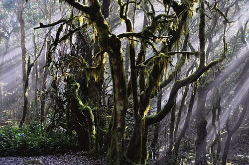 FORÊT BRUMÉE 5