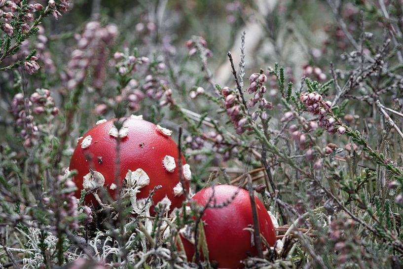 Fly agaric among heather by Martin Köbsch