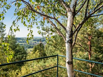 Kohlberg, Saxon Switzerland - Birch tree and Bielatal by Pixelwerk
