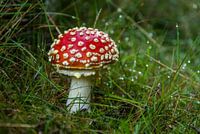 On a giant mushroom....