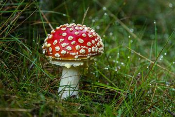 On a giant mushroom....