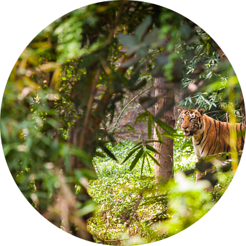 Bengalischer Tiger van Jan Schuler