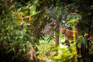 Bengalischer Tiger by Jan Schuler