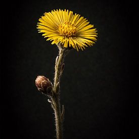 Kleines Hufblatt. Tussilago farfara. von Bert Quaedvlieg