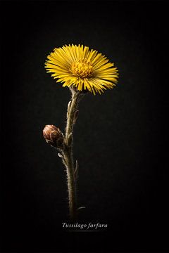 Petit coltsfoot. Tussilago farfara.