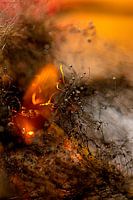 Fire and Flame