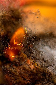 Feuer und Flamme von Sia Windig