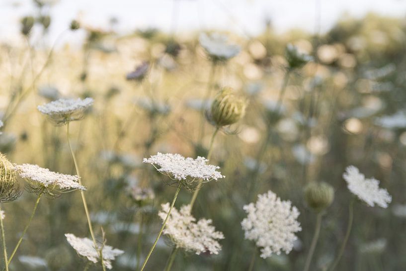 Wild carrot by Jim Plaum