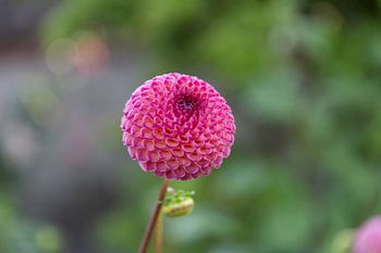 Dahlia Amber Crystal