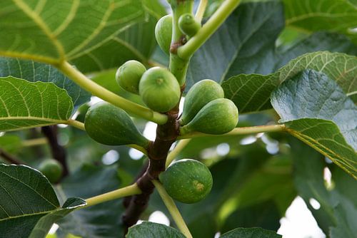 Vijgen in een vijgenboom