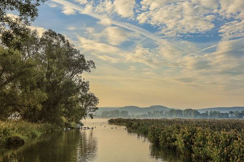 Natuurreservaat riviermonding Radolfzell Aach bij Moos - schiereiland Höri