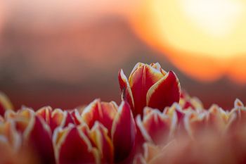 Tulpen bij zonsondergang