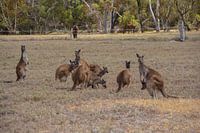 Kangourous