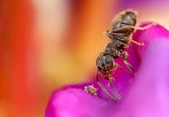 Mier met Bladluis op Rhododendron von Amanda Blom Miniaturansicht