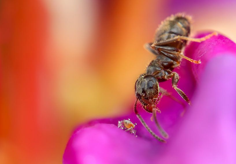 Mier met Bladluis op Rhododendron von Amanda Blom