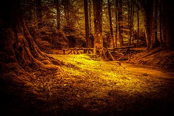 In het bos