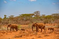 rode olifanten van Peter Michel thumbnail