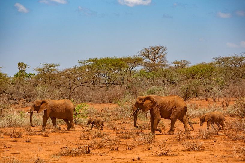 Red Soil Elephants by Peter Michel