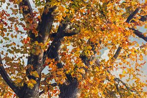 Herbstliche Pracht der unbeschränkten Buche