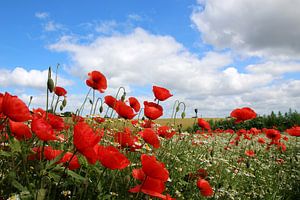 Dans le champ de coquelicots
