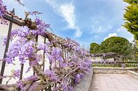 Bloeiende blauwe regen plant hangend over hek in Kefalonia Griekenland. van Ben Schonewille thumbnail