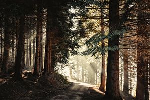 Forêt à la lumière du matin